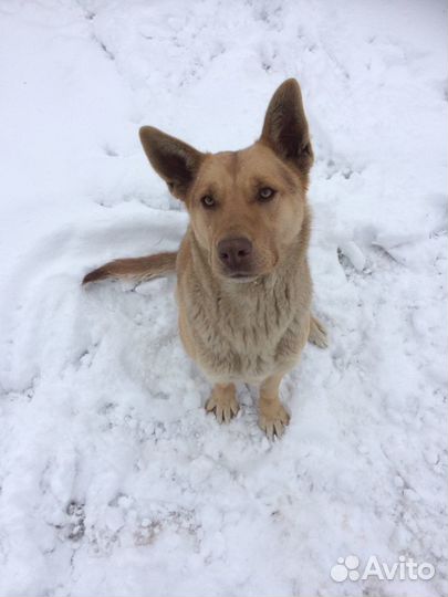 Щенок мальчик от сторожевой собаки