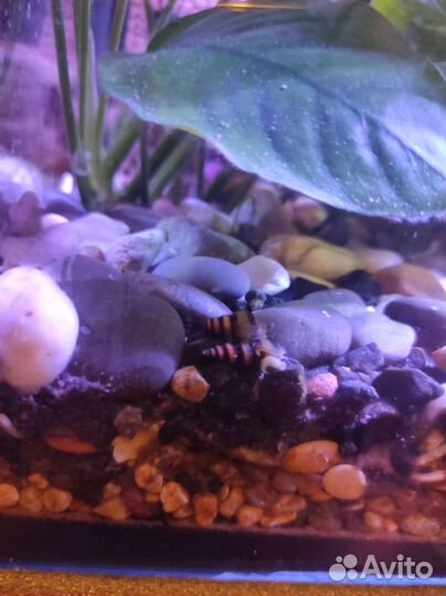 Улитка хелена