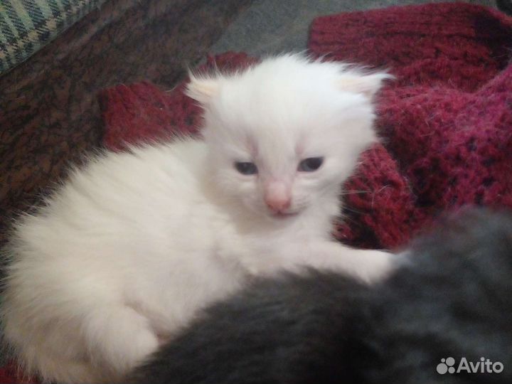 Котята
