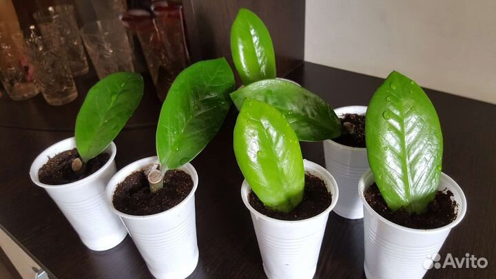 Замиокулькас