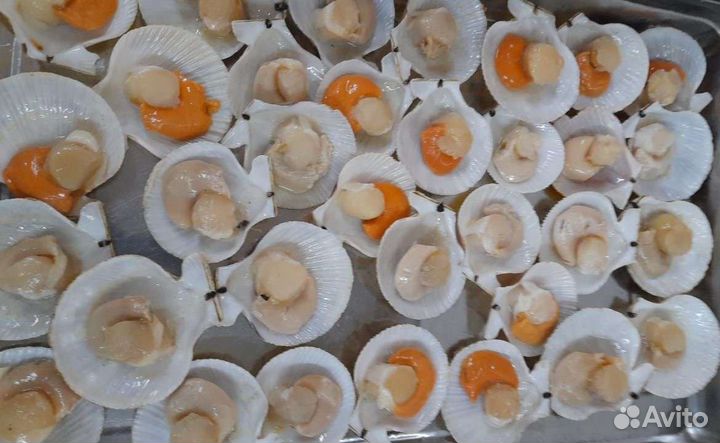 Морской гребешок на полустворке