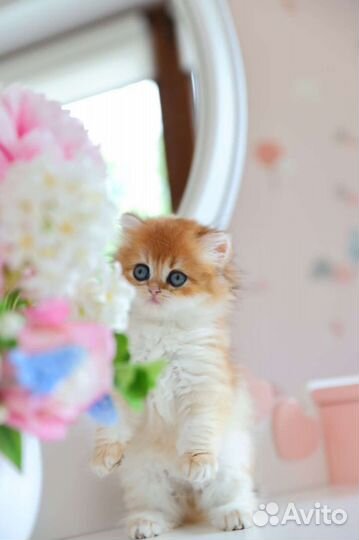 Британская золотая шиншилла ny 12