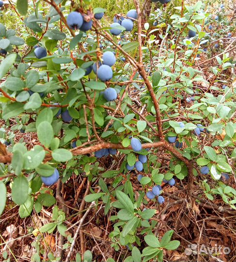 Голубика лесная