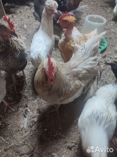 Молодые петухи 7 месяцев