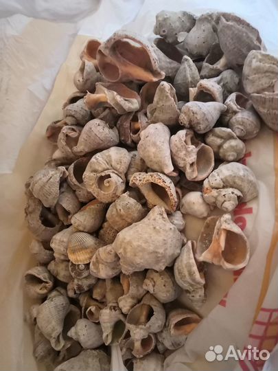 Морские ракушки раковины