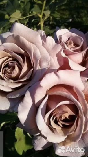 Роза привитые