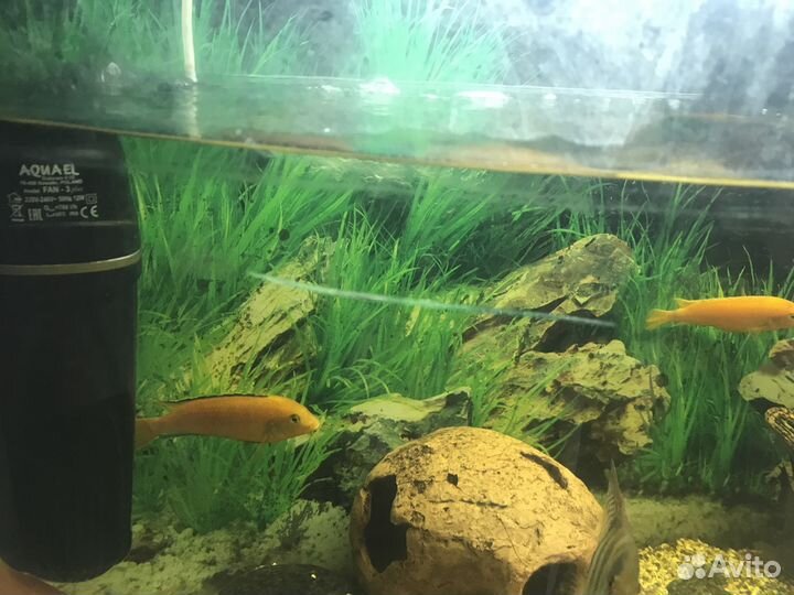 Аквариум