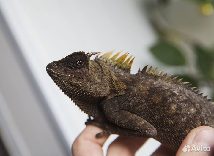 Акантозавры капра