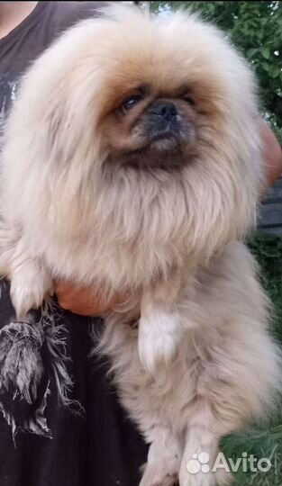 Вязка пекинес королевский