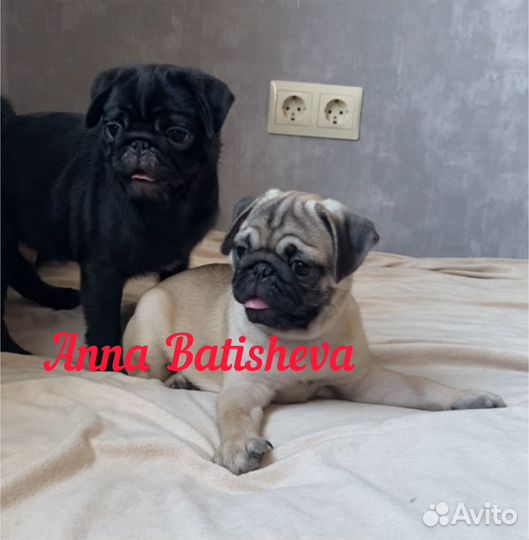 Щенки мопса черные