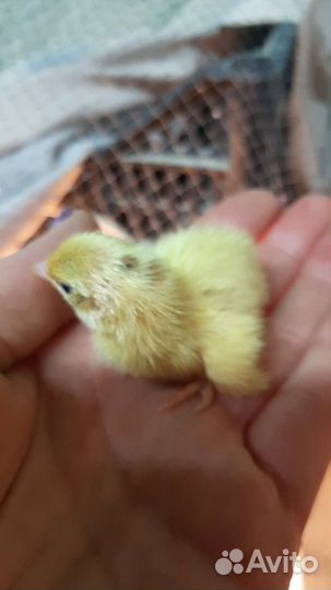 Птенцы перепелов