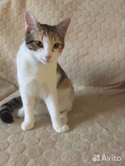 Котёнок кошечка нежная ласкуша