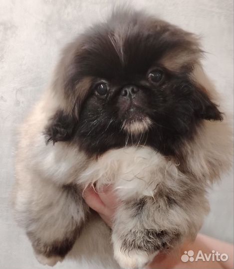 Пекинеса мальчик