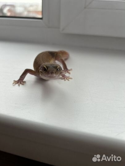 Геккон эублефар