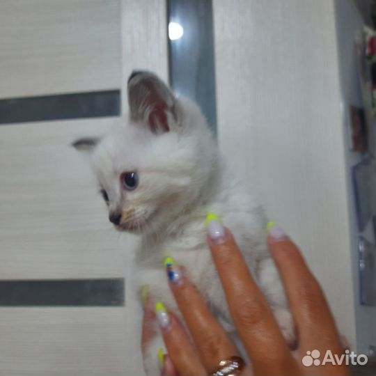 Отдам котят в добрые руки