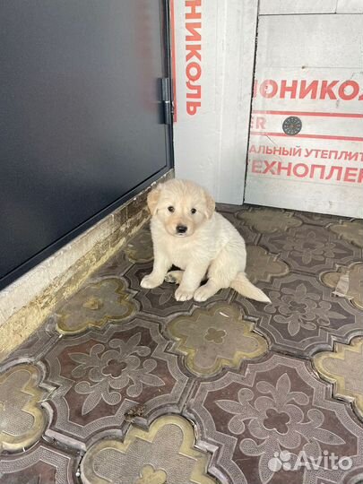 Щенки не породистые