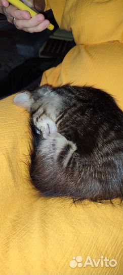 Котенок в добрые руки