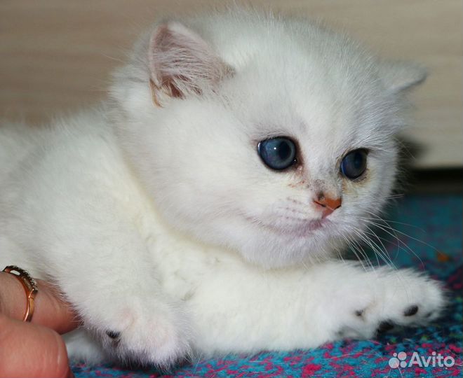 Котята британской серебристой шиншиллы