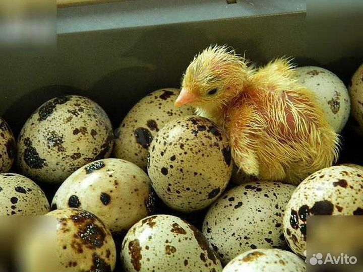 Яйца перепелиные инкубационное
