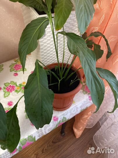 Спатифиллум