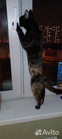 Кошечка Мася