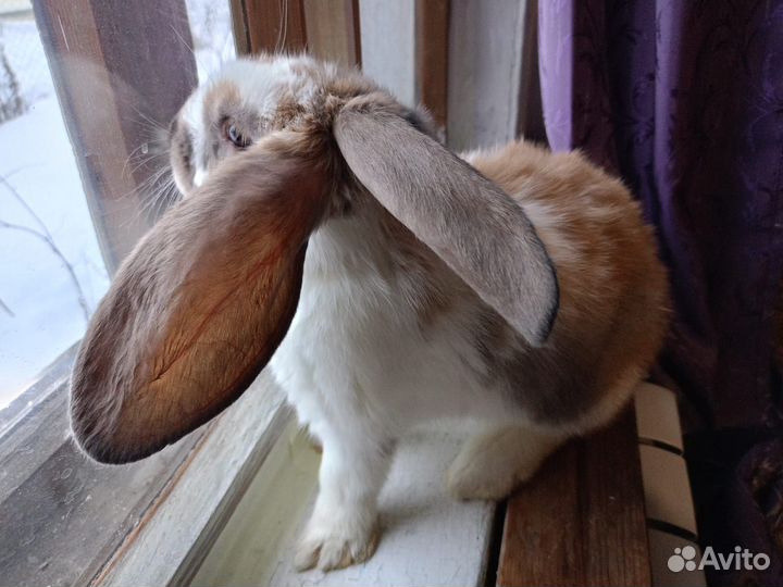 Кролики крупной мясной породы