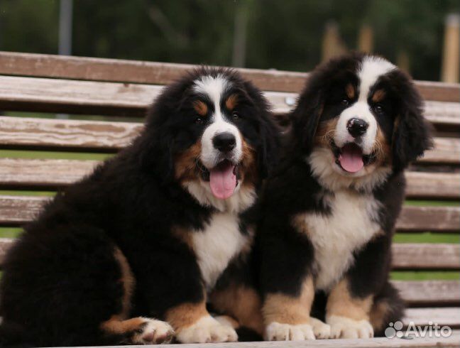 Щенки берна