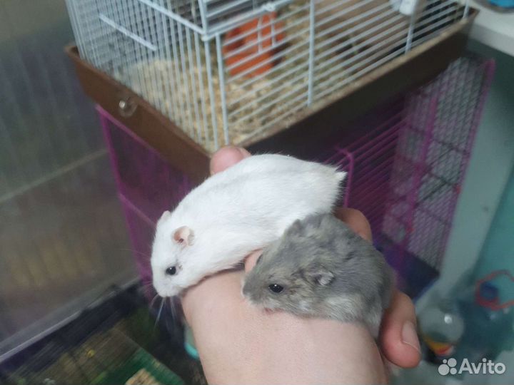 Джунгарский хомяк