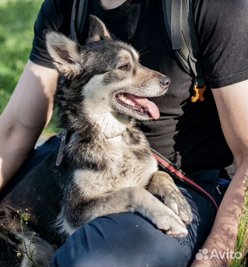 Собачка Элли