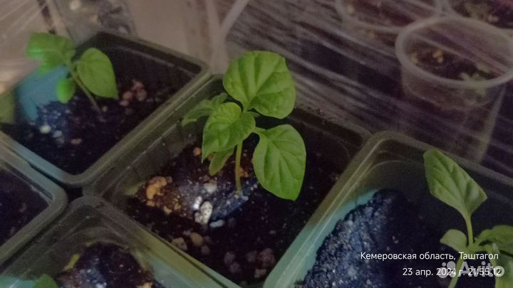 Рассада перца Каролина Рипер