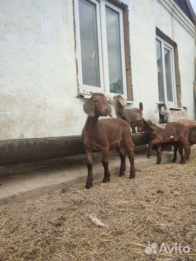 Калахар-ред козы