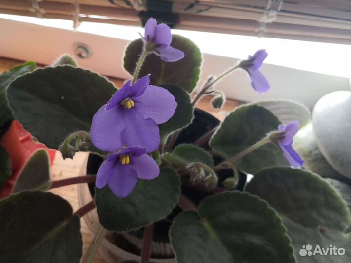 Фиалка белая, красная, синяя Цветут