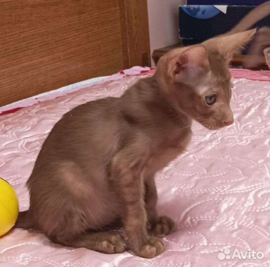 Ориентальные котята