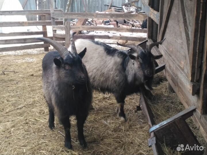 Козлы, козы