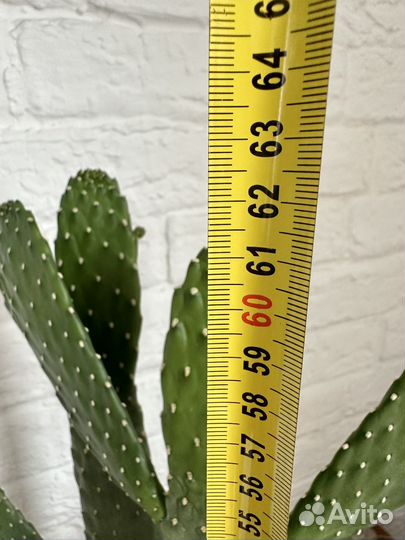 Кактус Опунция