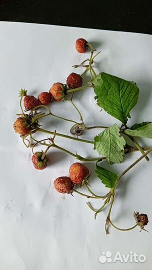 Земклуника, смородина черная,белая, жимолость