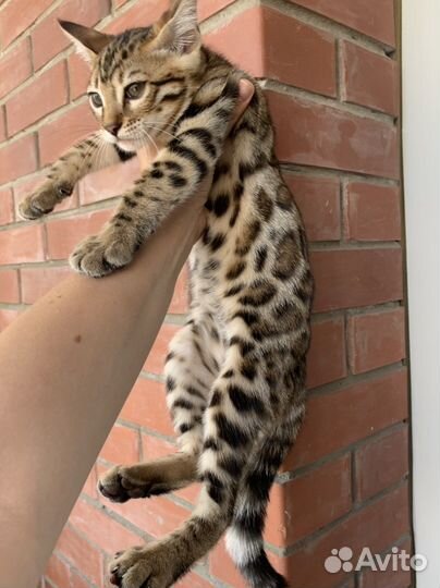 Бенгальские котята
