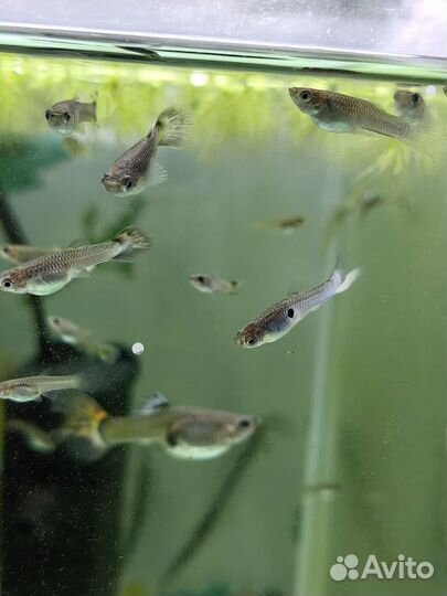 Рождественский мох, мох феникс