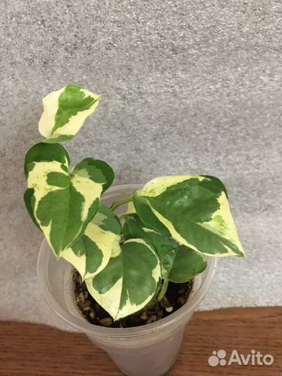 Сцендапсус