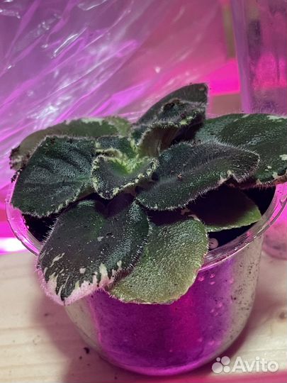 Фиалка Маргарита химера