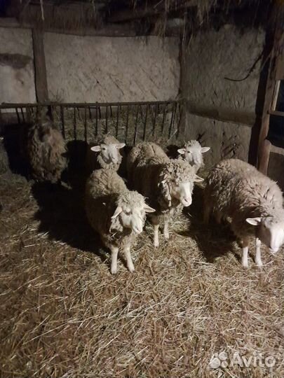 Овцы бараны ягнята
