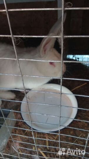 Кролики
