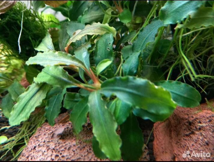 Криптокарины Анубиасы Буцифаландры