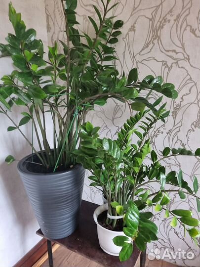 Продам цветы комнатные