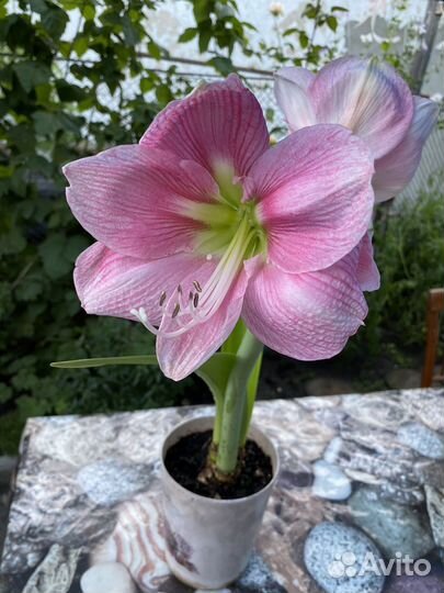 Амариллис розовый