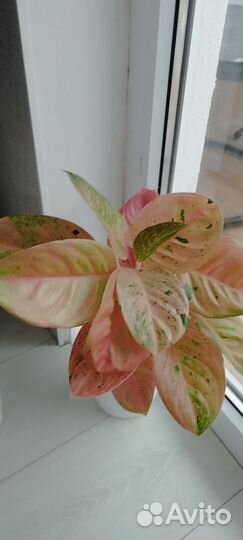 Аглаонема пинк эмеральд