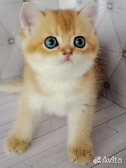 Шотландская