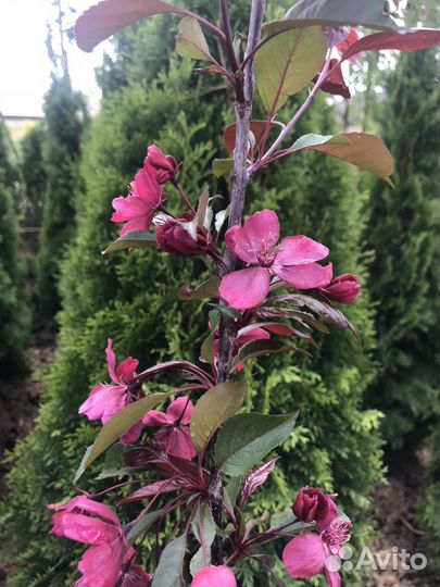 Яблоня декоративная Роялти и Рудольф