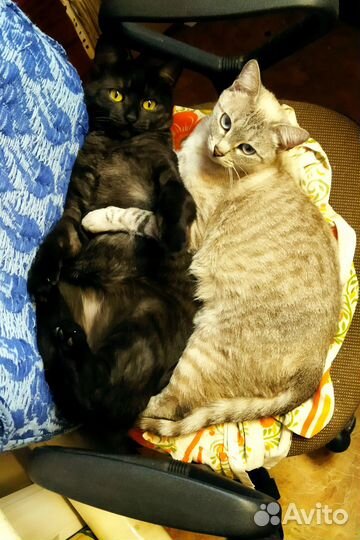 Отдаю котят