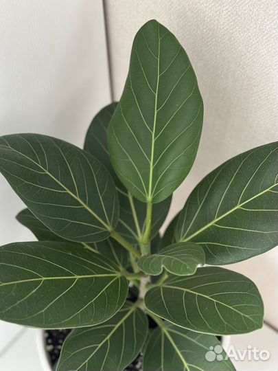 Фикус Андрей